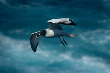 seagull in the sky