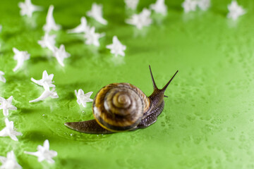 Snail and small white flowers. Wet grape snail. Water and green background. Theme for relaxation, beauty, skin care. Blurred and unclear background.