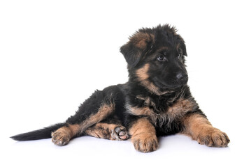 puppy german shepherd