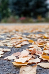 autumn leaves on the ground