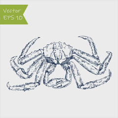 Vector vintage kamchatka crab drawing. Hand drawn monochrome seafood illustration. Great for menu, poster or label.