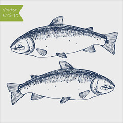 Vector engraving illustration of highly detailed hand drawn trout