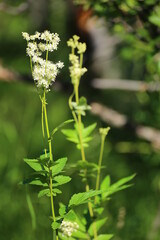 Queen of the meadow flowering with buds in background