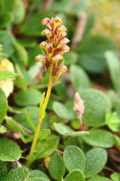 The flowering frog orchid, or Coeloglossum viride