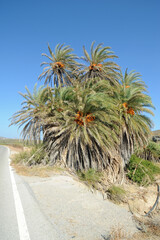 Fototapeta na wymiar Palmier de Crète (Phoenix theophrasti) à Vaï près de Palaikastro en Crète