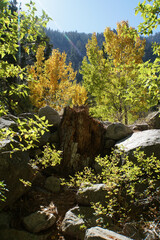 Bright green leaves contrasted with golden fall colors on a sunny autumn day