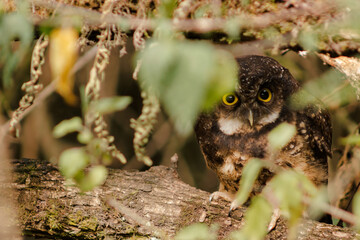 Pequeño búho escondido en el bosque