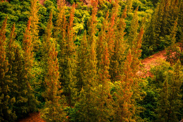 Fototapeta premium Blurred nature background view of naturally occurring trees and reflection on the water surface, the beauty of ecosystems at various vantage points.