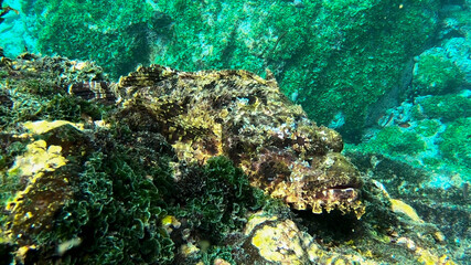 Stone scorpionfish