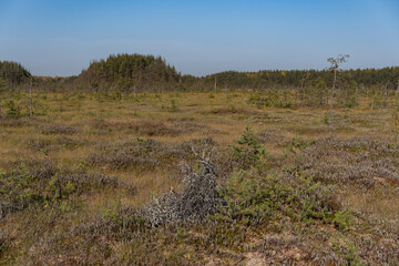 Fototapeta premium Territory of Sestroretsk swamp reserve. Saint-Petersburg. Russia
