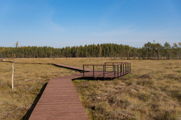 Fototapeta premium Wooden walkway on the territory of Sestroretsk swamp reserve. Saint-Petersburg. Russia