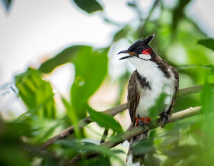 Red Whiskered Bulbul