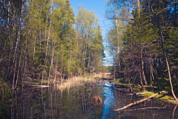 Nice view of a small abandoned lake in the forest.