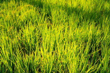 Green paddy rice plantation field