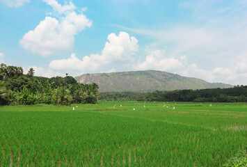 rice fields with mountain and blue sky background.