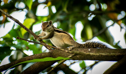 squirrel on tree