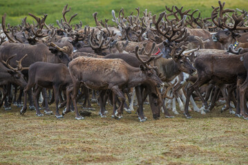 Reindeer in a herd on a summer day. Yamal, Russia