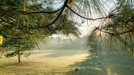 Morning haze in the park, view through the branches of the pine. High quality photo