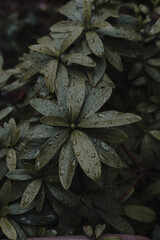 Close up detail shot of rain droplets on garden leaves in Tokyo, Japan.