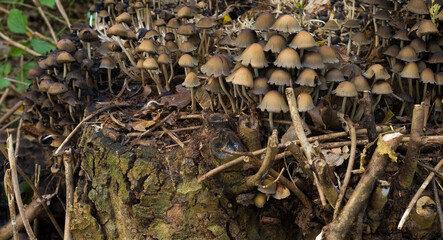 Autumn landscapes of nature, forest, nature, fungi, plants, leaves in October. captured from a distance that's approximately the same distance. It's the area and territories of Rcklinghausen and Oer-E