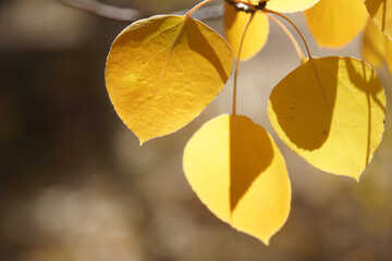 Close-up view of vibrant yellow aspen leaves, with sunlight, shadows and selective focus