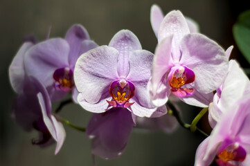 Soft pink Phalaenopsis blooms. Moth Orchid petals close-up. Tropical plants as home interior decorative element.