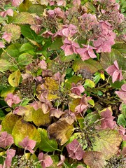 Hydrangea plant flowering with pink flowers in close-up.