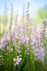 Closeup of tiny blossoms on a meadow
