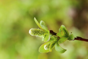 Catkins of Salix hastata, the halberd willow