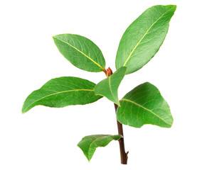 Naklejka premium fresh bay twig isolated on the white background