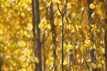 Close-up view of golden yellow and orange aspen trees and leaves on a sunny day