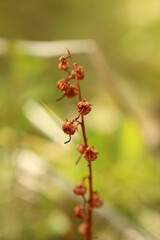 Pyrola rotundifolia, the round-leaved wintergreen, with withered fruits
