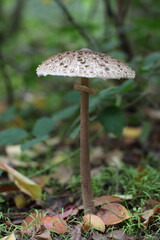 Parasolpilz