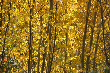 Fototapeta premium Close-up view of golden yellow and orange aspen trees and leaves on a sunny day
