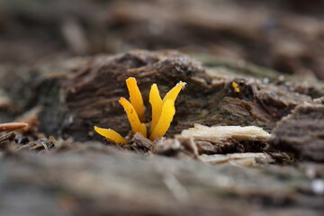 Gegabelter Hörnling