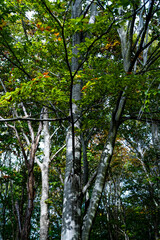 Hachimantai in Akita, 2020.