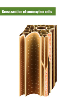 Cross Section Of Some Xylem Cells. Xylem Is A Type Of Transport Tissue In Vascular Plants.