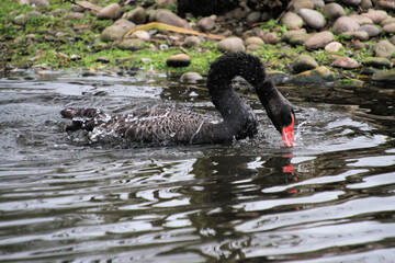 Fototapeta premium A close up of a Black swan