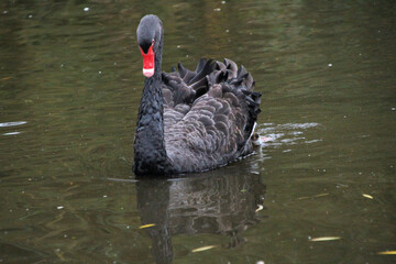 A close up of a Black swan