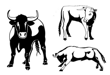 Vector hand-drawn set of oxen isolated on white background, illustration for design and tattoo