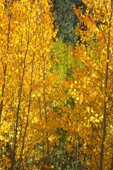 Fototapeta premium Close-up view of golden yellow and orange aspen trees and leaves on a sunny day