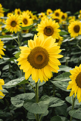 Obraz premium Sunflower in a field in Hokkaido, Japan.