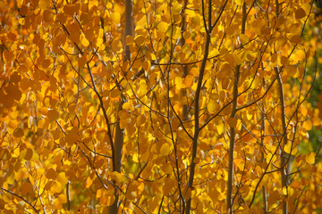 Close-up view of golden yellow and orange aspen trees and leaves on a sunny day