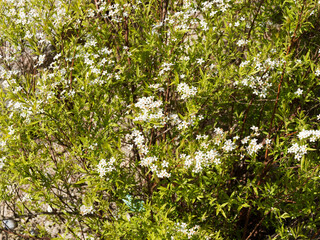 Fototapeta na wymiar (Spiraea thunbergii) Bush with outward-arching branches in form of fountain with clusters of white tiny flowers of Thunberg's Meadowsweet or Breath of Spring Spiraea