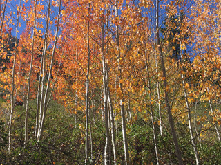 A close-up view of aspen trees and trunks, with golden yellow fall colors