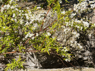 (Spiraea thunbergii) Bush with outward-arching branches in form of fountain with clusters of white tiny flowers of Thunberg's Meadowsweet or Breath of Spring Spiraea