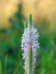 Obraz premium flowering field plant Lythrum salicaria close-up during the day. Macrophotography