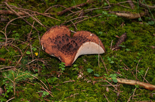 a cap of a shingled hedgehog mushroom