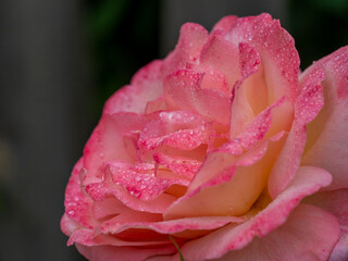 pink wild rose close-up with water drops on the petals after rain