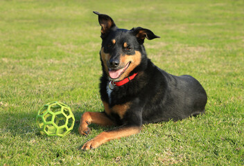Cute tricolour Kelpie (Australian breed of sheep dog) lying on grass with a toy. 